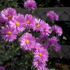 Aster Novi Lilac - Symphyotrichum novi-belgii 15cm