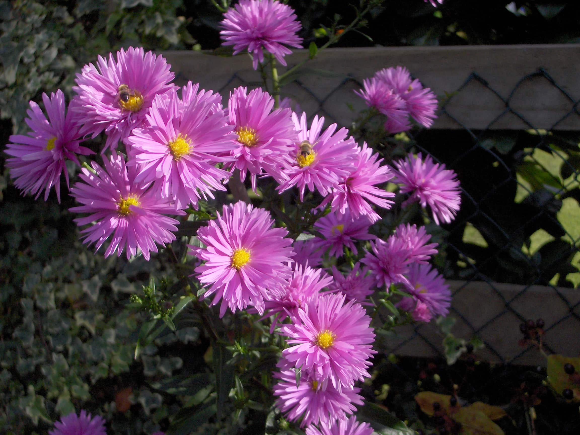 Aster Novi Lilac - Symphyotrichum novi-belgii 15cm