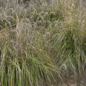 Patagonia Grass - Ampelodesmos mauritanicus 17cm