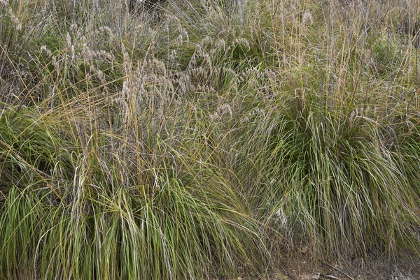 Patagonia Grass - Ampelodesmos mauritanicus 17cm