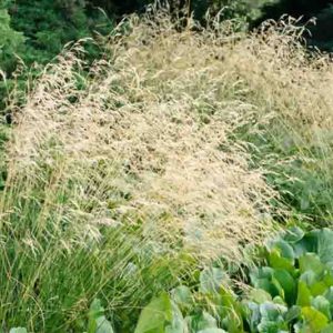 Tufted Hairgrass - Deschampsia caespitosa 15cm