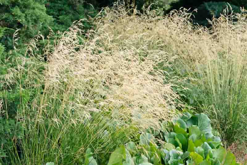 Tufted Hairgrass - Deschampsia caespitosa 15cm