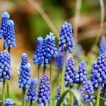 Plant spring bulbs - online plant nursery cape town