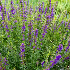 Hyssop - Hyssopus officinalis 15cm
