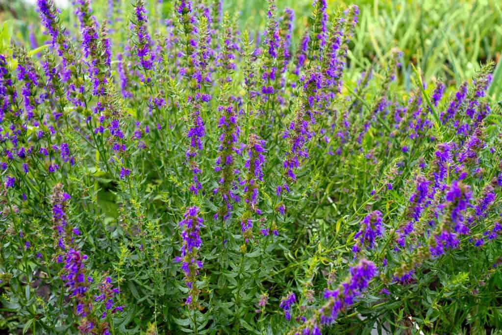 Hyssop - Hyssopus officinalis 15cm