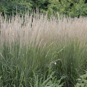 Feather Reed Grass Karl Foerster - Calamagrostis 17cm