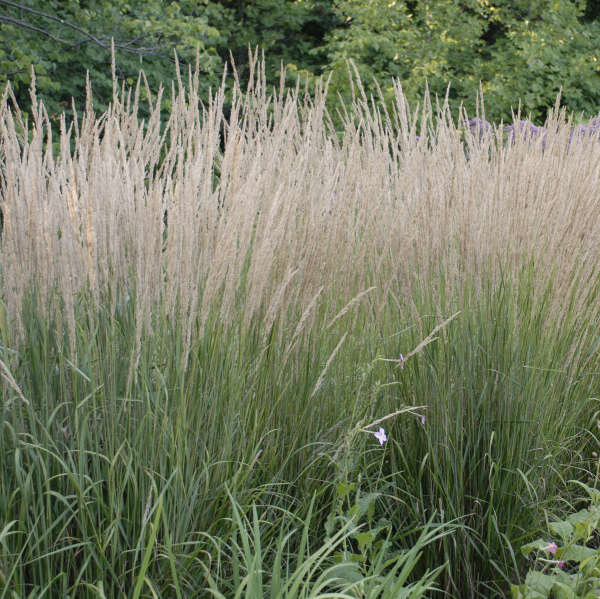 Feather Reed Grass Karl Foerster - Calamagrostis 17cm