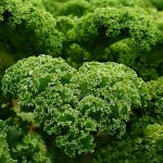 vegetable garden