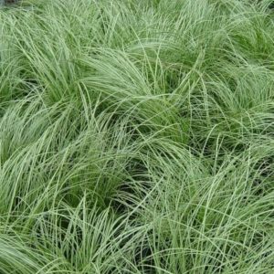 Carex Albula Sea Green - Carex albula 15cm