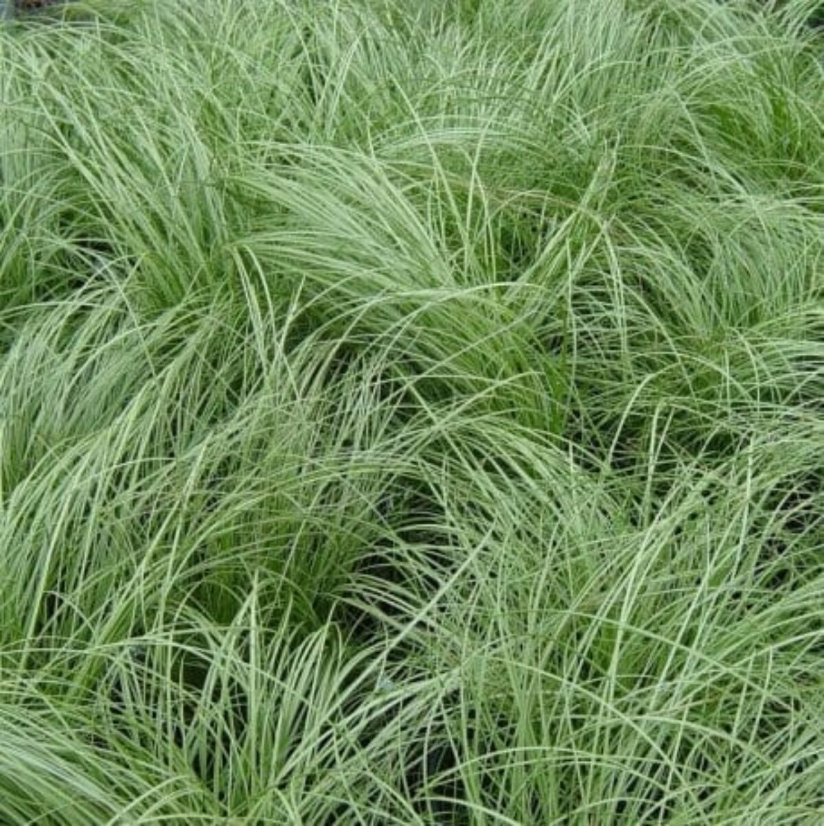 Carex Albula Sea Green - Carex albula 15cm