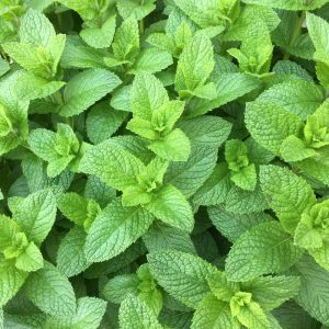 Spearmint (Mentha spicata)