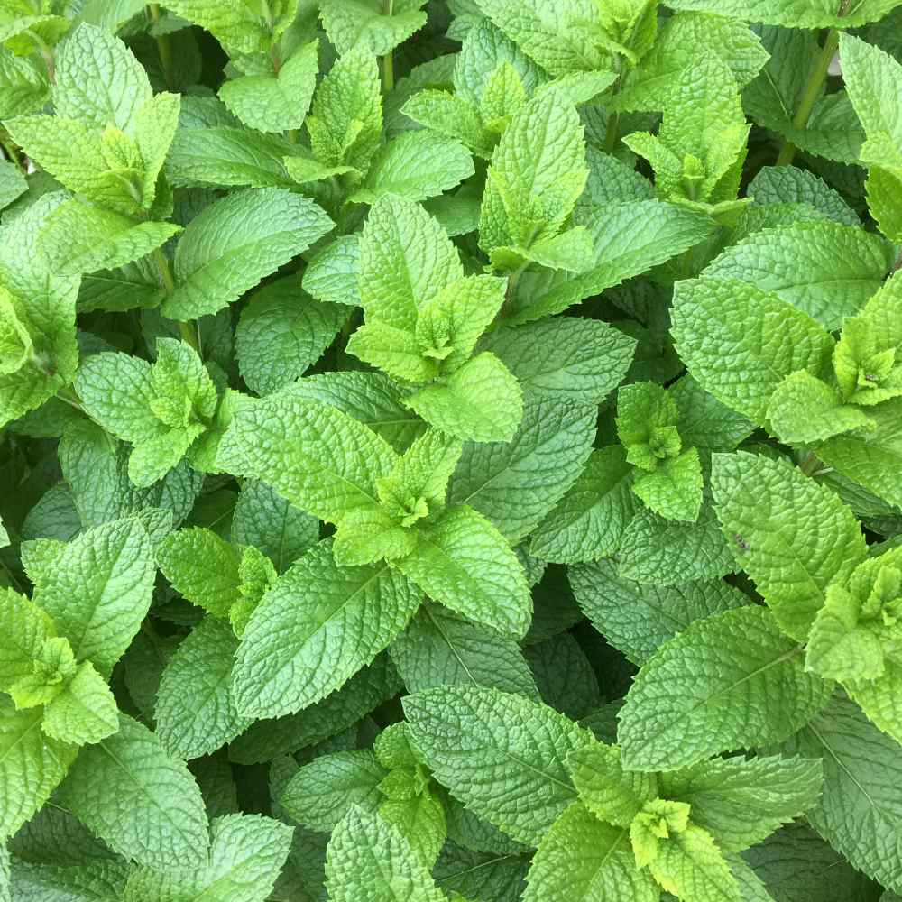 Spearmint - Mentha spicata 15cm