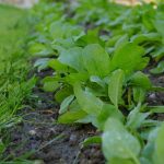vegetable garden