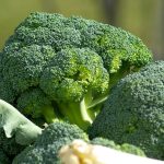 vegetable garden
