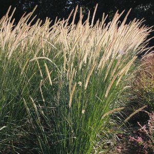 African Feather Grass - Pennisetum macrourum 17cm