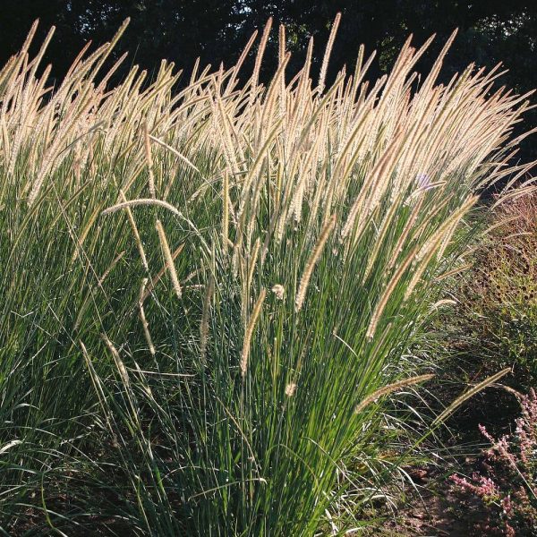 African Feather Grass (Pennisetum Macrourum) 17cm Pot