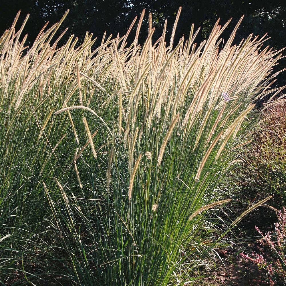 African Feather Grass - Pennisetum macrourum 17cm