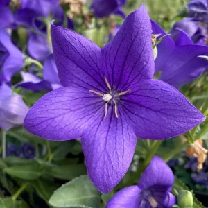 PLATYCODON GRANDIFLORUS Balloon Flower "Astra" (Blue) 15cm