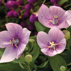 Balloon Flower Astra Pink - Platycodon grandiflorus 15cm