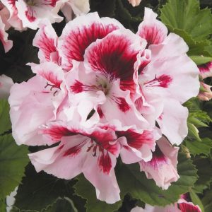 PELARGONIUM "Regal"  'Marshmallow' (Pink/white) 15cm