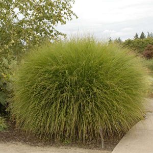 Maiden Grass Gracillimus - Miscanthus 17cm