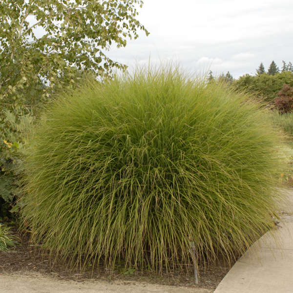 Maiden Grass Gracillimus - Miscanthus 17cm