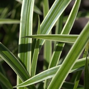 CAREX MORROWII