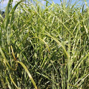 MISCANTHUS SINENSIS "Zebrinus" 17cm