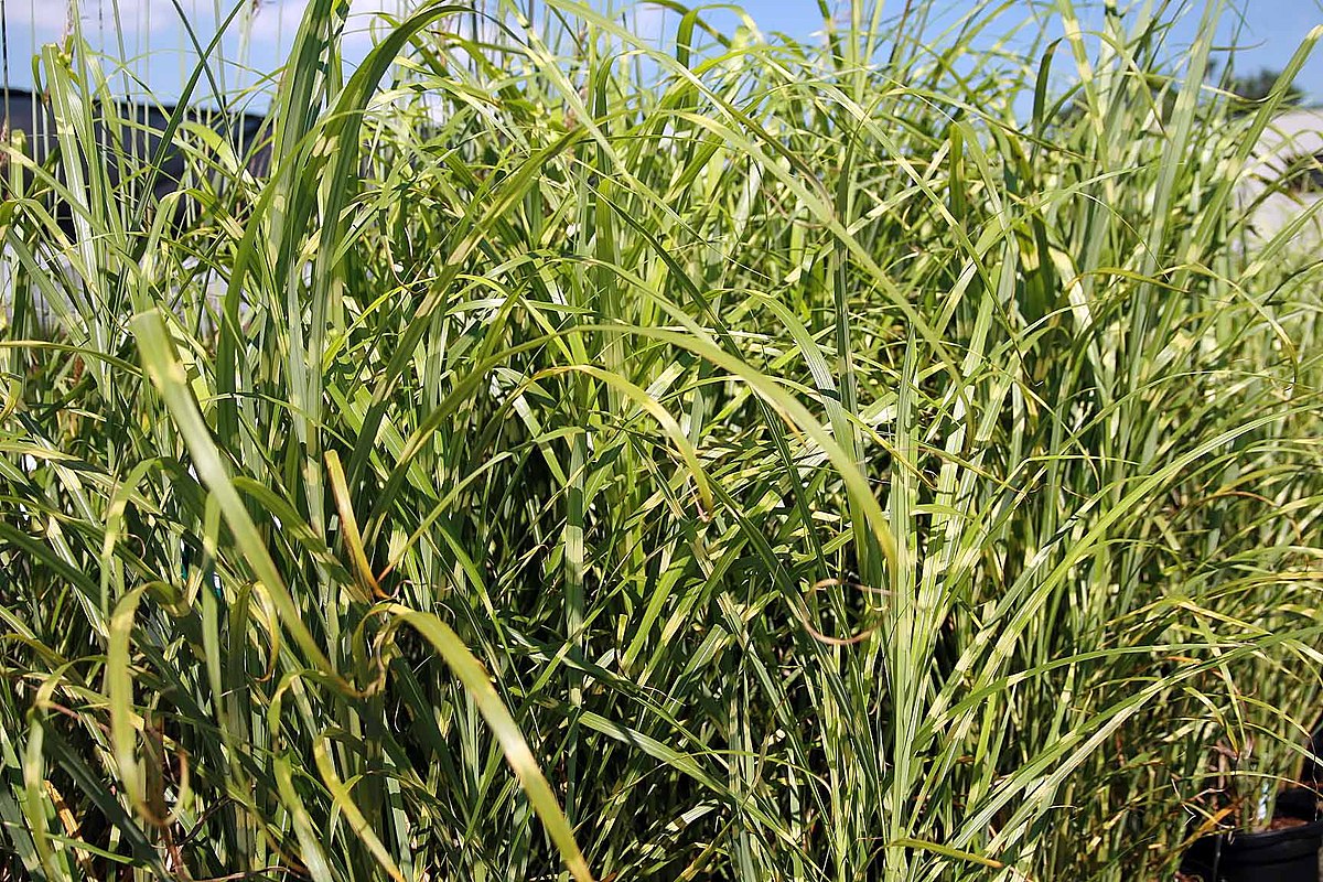 Japanese Silver Grass Zebrinus - Miscanthus sinensis 17cm