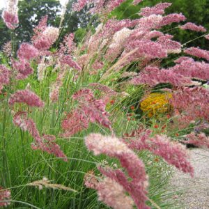 Ruby Grass - Melinis nerviglumis 15cm