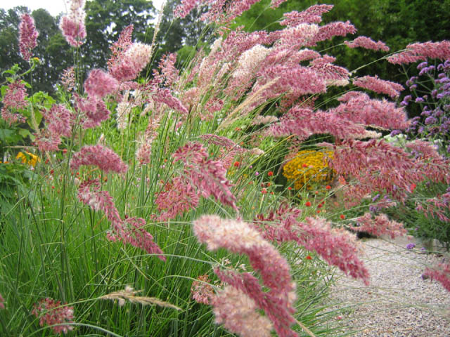 Ruby Grass - Melinis nerviglumis 15cm