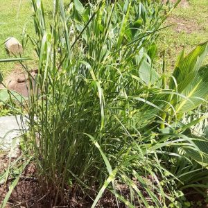 MISCANTHUS SINENSIS "Dwarf zebrinus" 15cm