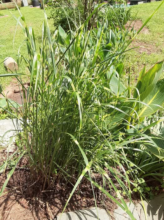 Japanese Silver Grass Dwarf Zebrinus - Miscanthus sinensis 15cm