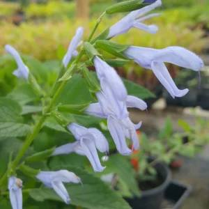 Salvia Guaranitica Argentine Skies 17cm