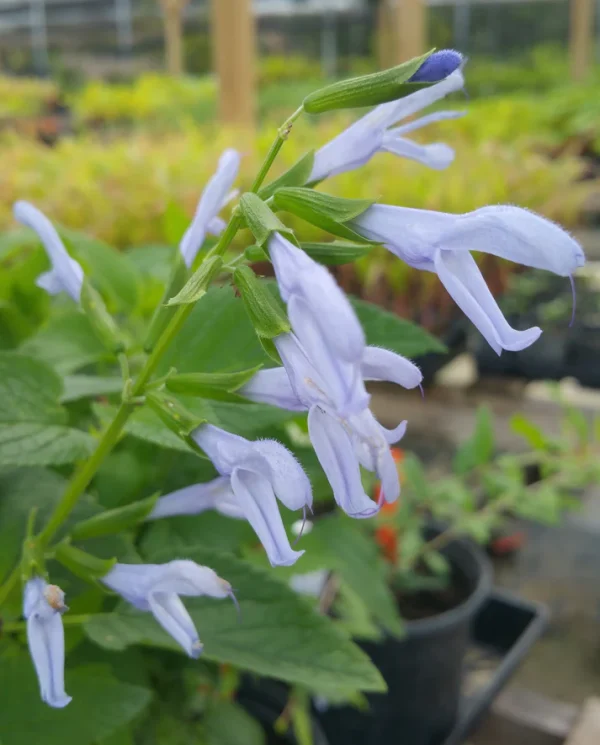 SALVIA GUARANTICA - "Argentine Skies" 17cm