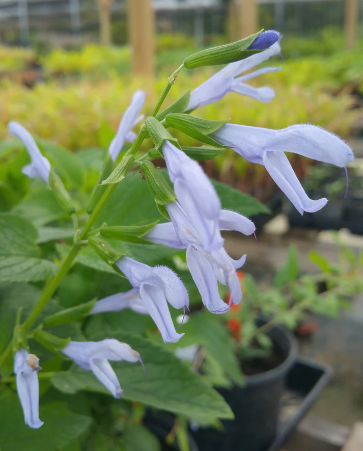 Salvia Guaranitica Argentine Skies 17cm