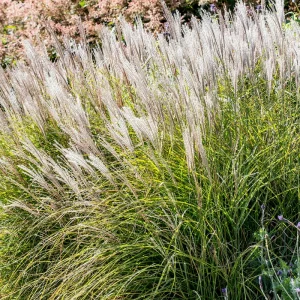 Japanese Silver Grass Compact - Miscanthus sinensis 17cm
