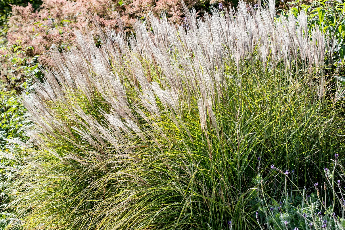 Japanese Silver Grass Compact - Miscanthus sinensis 17cm
