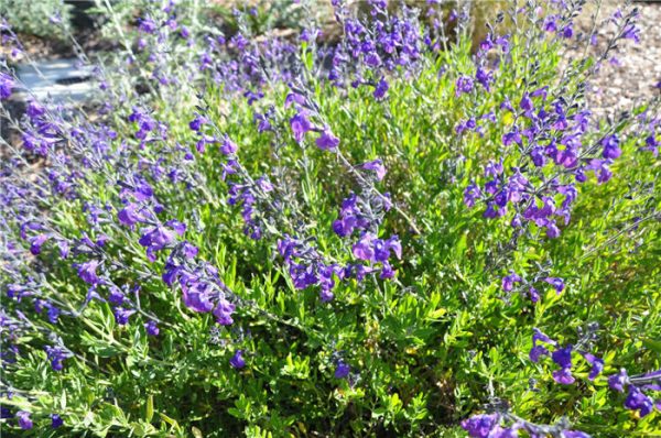 SALVIA GREGGII "Purple Pastel" (Light) 15cm