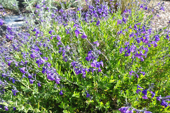 Salvia Purple Pastel Light - Salvia greggii 15cm