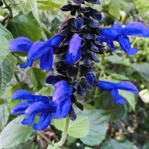 SALVIA "Costa Rica Blue" 17cm