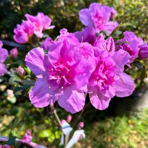 Azalea Magenta - Azalea indica 17cm