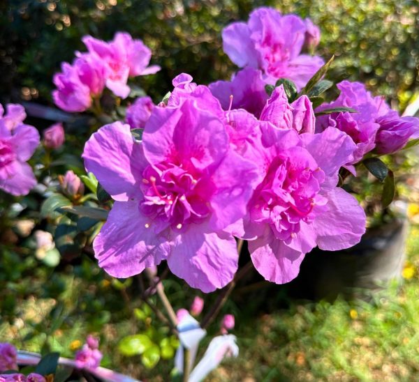 AZALEA GRANDIFLORA (Magenta)  17cm