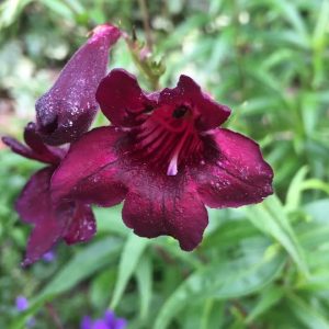 Penstemon Maroon 15cm