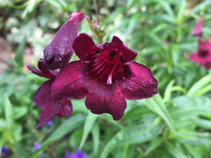 Penstemon Maroon 15cm