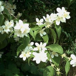 PHILADELPHUS CORONARIUM "Mock Orange" 17cm