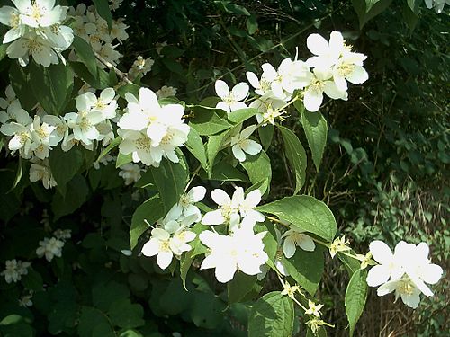 Mock Orange - Philadelphus coronarius 17cm