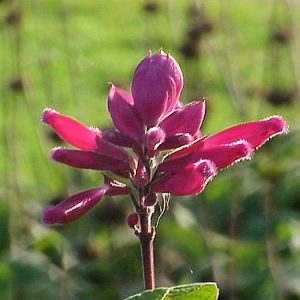 Salvia Roseleaf - Salvia involucrata 17cm