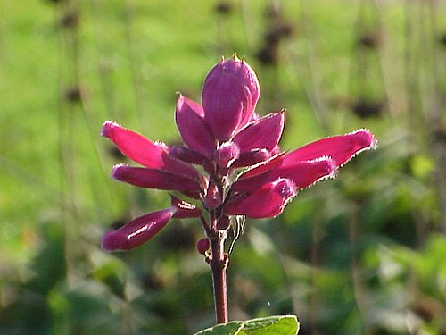Salvia Roseleaf - Salvia involucrata 17cm
