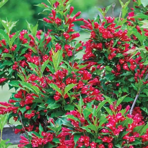Weigela Red - Weigela florida 10kg